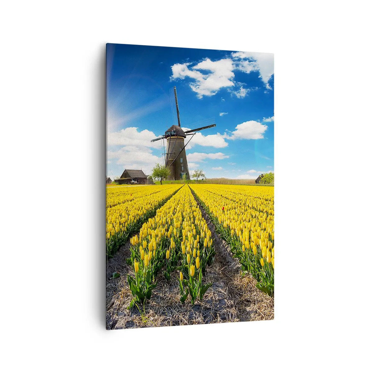 Cuadro sobre lienzo - Impresión de Imagen - Un campo de tulipanes amarillos con molinos de viento en el horizonte. - 80x120cm - No podría ser más holandés - Decoración de pared moderna para salón y dormitorio ARTTOR