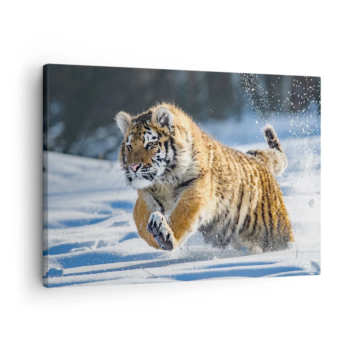 Cuadro sobre lienzo - Impresión de Imagen - Un tigre siberiano corriendo en un paisaje nevado. - 70x50cm - Dios de la taiga siberiana - Decoración de pared moderna para salón y dormitorio ARTTOR
