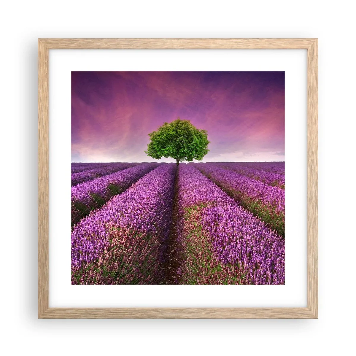 Póster en marco roble claro - En los campos de lavanda - 40x40 cm