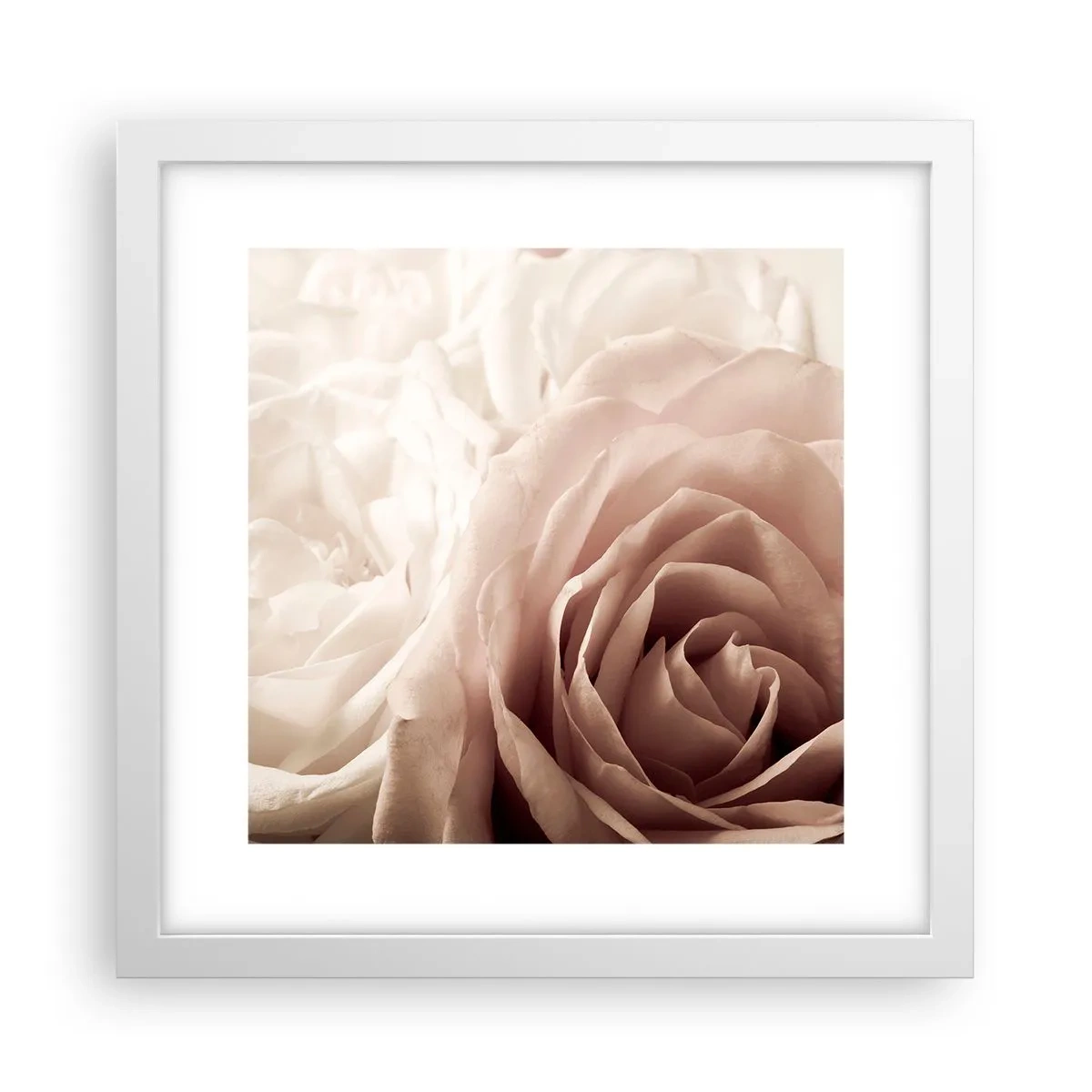 Póster en marco blanco - En el corazón de una rosa - 30x30 cm