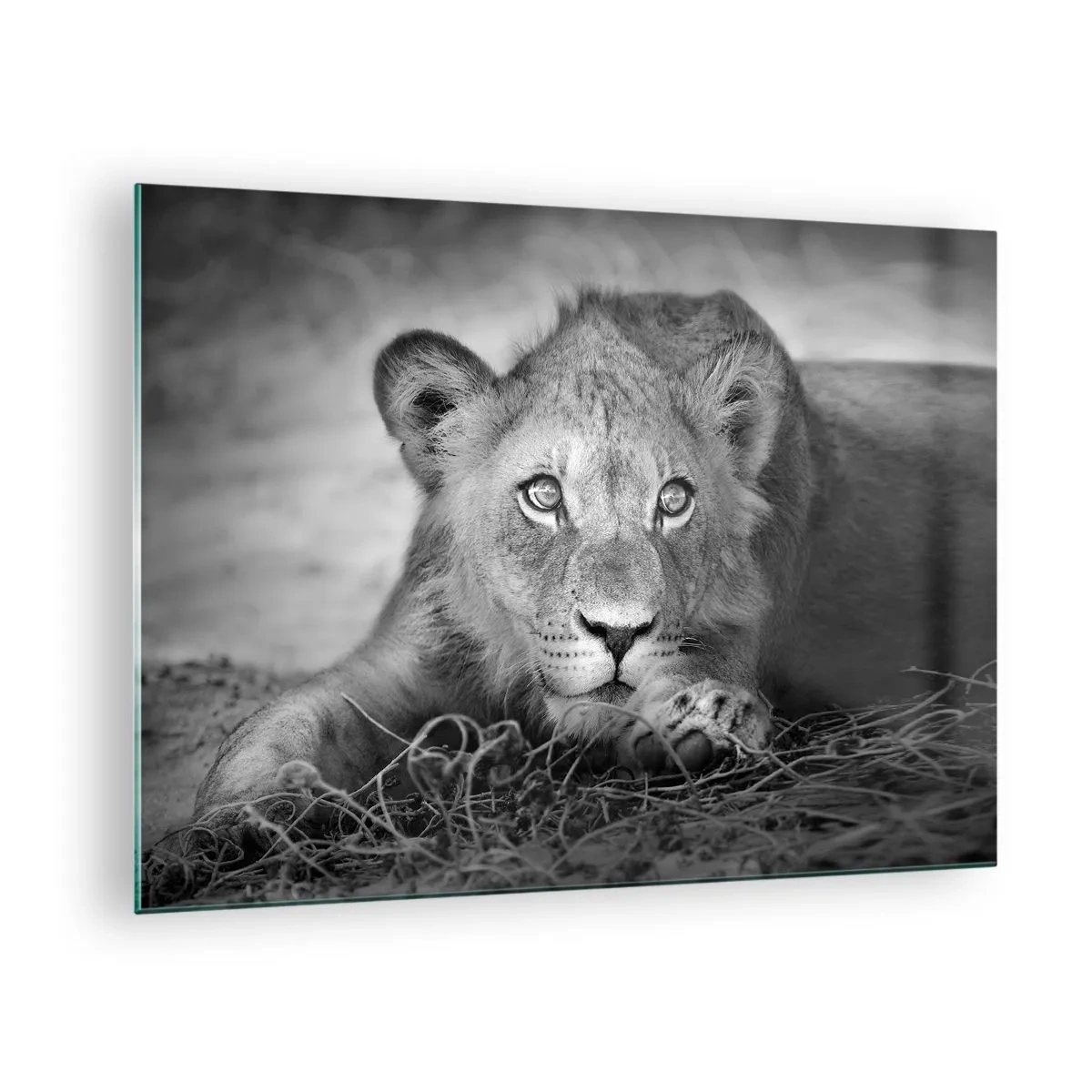 Cuadro sobre vidrio - Impresiones sobre Vidrio - Un cachorro de león en blanco y negro mirando a la cámara. - 70x50cm - Un cachorro real - Decoración de pared moderna para salón y dormitorio ARTTOR