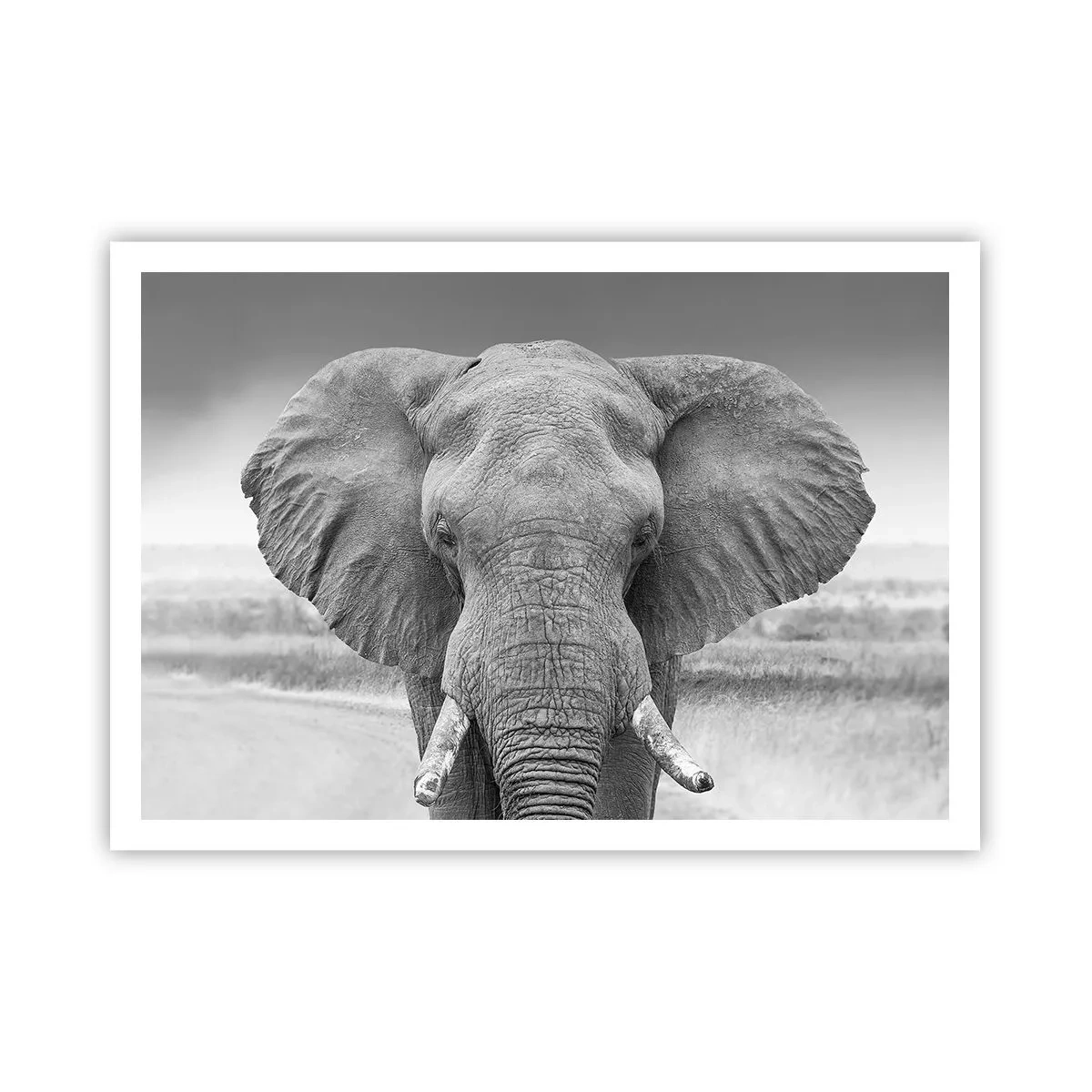 Póster - Retrato de un elefante en blanco y negro - 100x70cm - Bienvenido a mi mundo - Decoración de pared moderna para salón y dormitorio ARTTOR