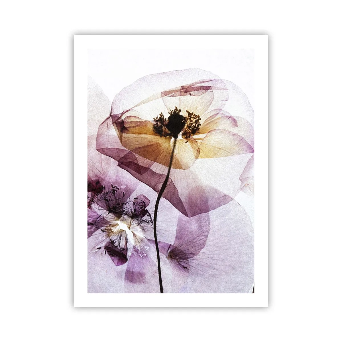 Póster - Flores transparentes en tonos pastel - 50x70cm - Cuerpo de flor - Decoración de pared moderna para salón y dormitorio ARTTOR