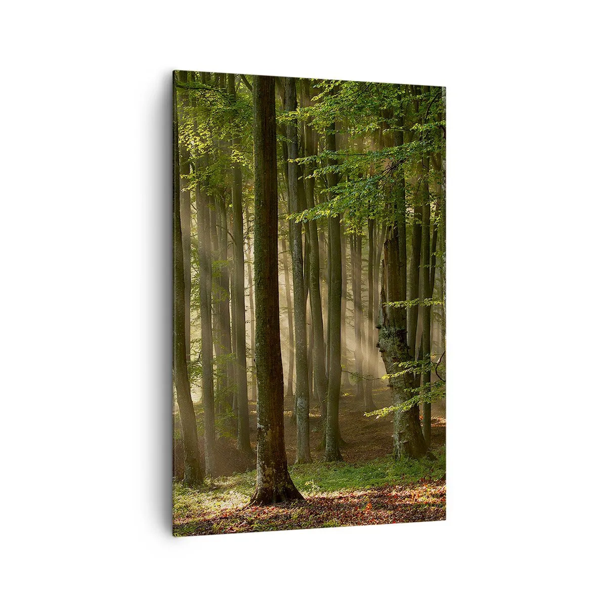 Cuadro sobre lienzo - Impresión de Imagen - Los rayos del sol penetran a través de los árboles en el bosque. - 80x120cm - Radiante en una mañana de primavera - Decoración de pared moderna para salón y dormitorio ARTTOR