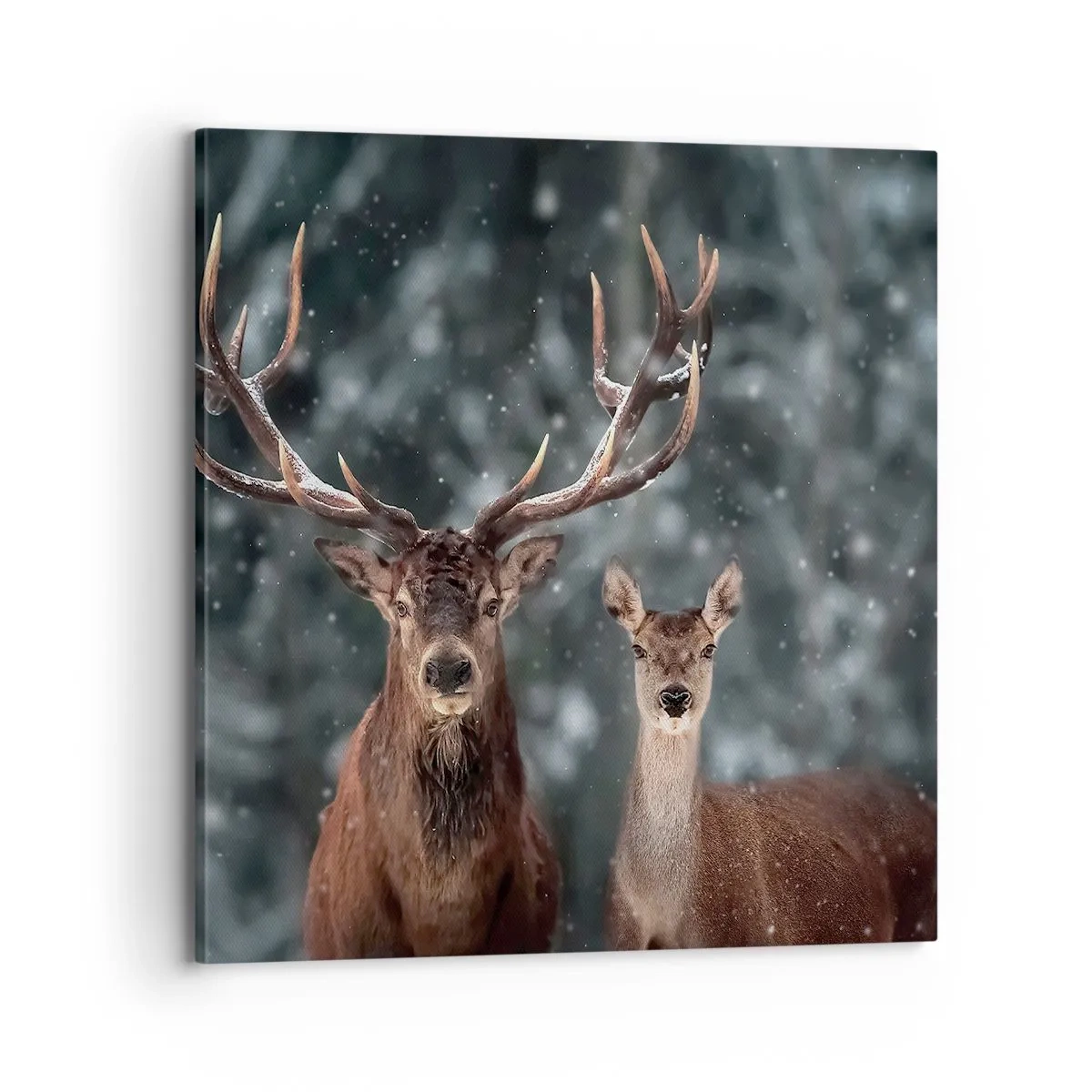 Cuadro sobre lienzo - Impresión de Imagen - El señor y la señora del bosque - 70x70 cm