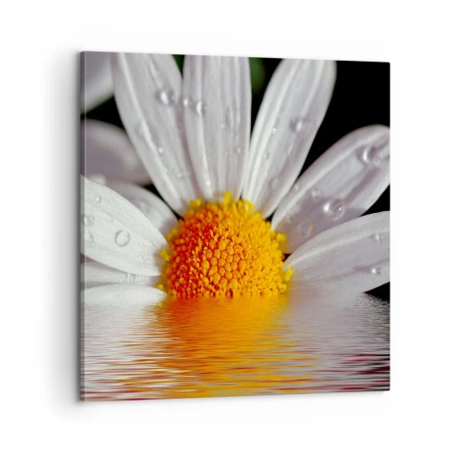 Cuadro sobre lienzo - Impresión de Imagen - El sol naciente de una margarita - 60x60 cm