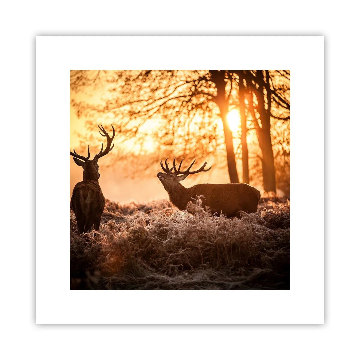 Póster - El sueño de un cazador - 30x30 cm