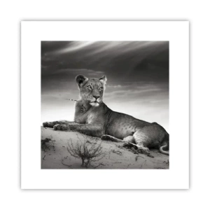 Póster - Descanso de la reina del desierto - 30x30 cm