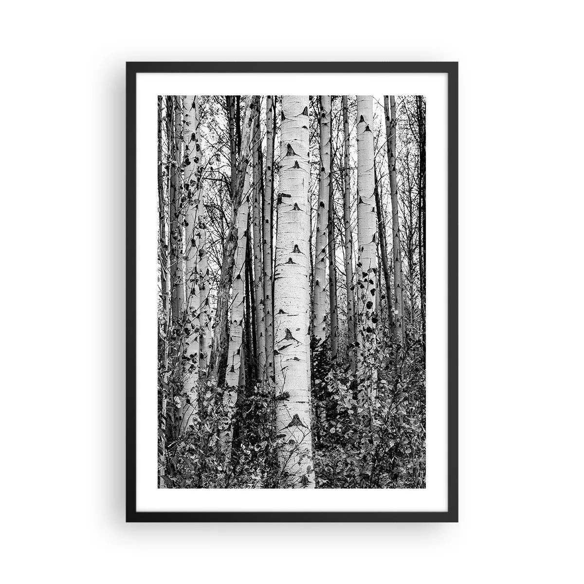 Póster en marco negro - Los abedules blancos y negros forman un bosque simétrico. - 50x70cm - Columnas de abedules - Decoración de pared moderna para salón y dormitorio ARTTOR