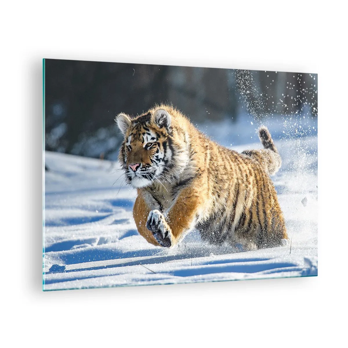 Cuadro sobre vidrio - Impresiones sobre Vidrio - Un tigre siberiano corre por la nieve en un paisaje invernal. - 70x50cm - Dios de la taiga siberiana - Decoración de pared moderna para salón y dormitorio ARTTOR