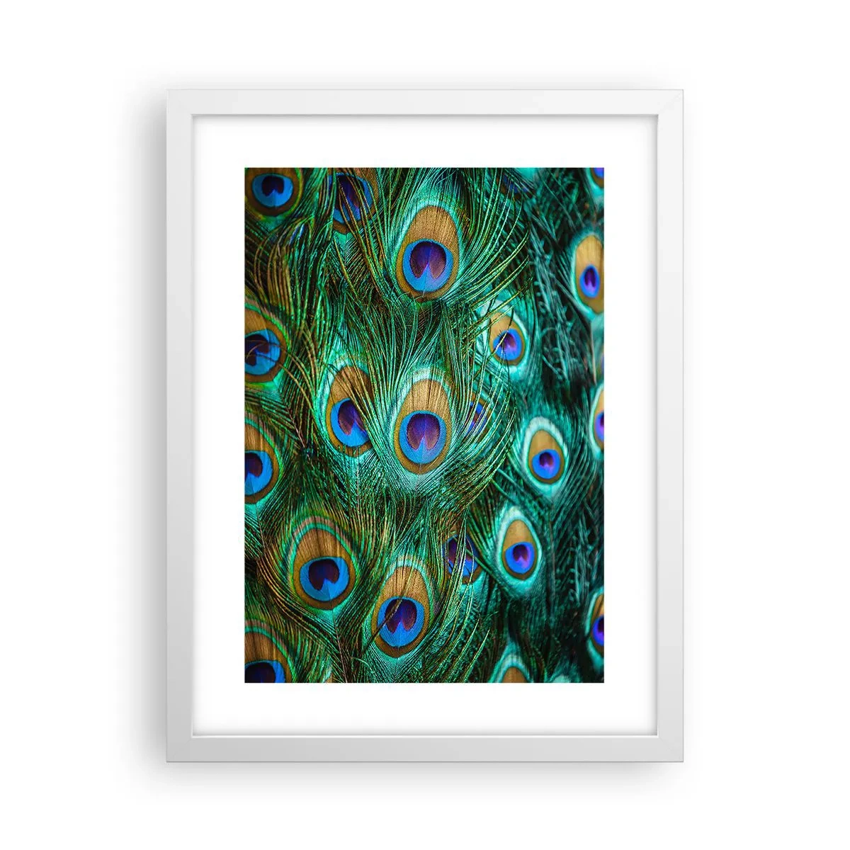 Póster en marco blanco - Mirada de pavo real - 30x40 cm