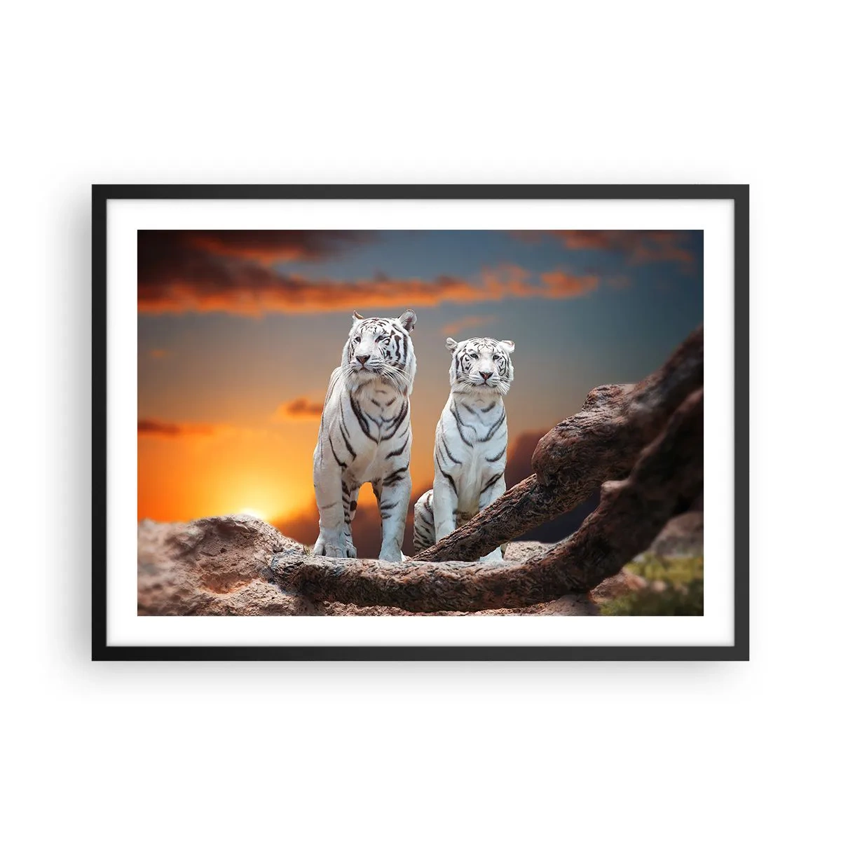 Póster en marco negro - Tigres blancos al atardecer con la naturaleza como telón de fondo - 70x50cm - Como en Narnia - Decoración de pared moderna para salón y dormitorio ARTTOR