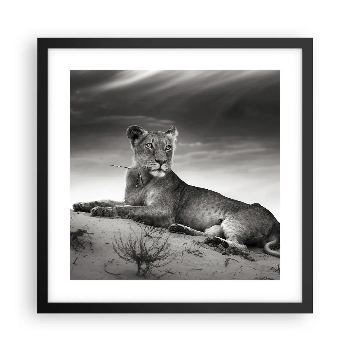 Póster en marco negro - Descanso de la reina del desierto - 40x40 cm