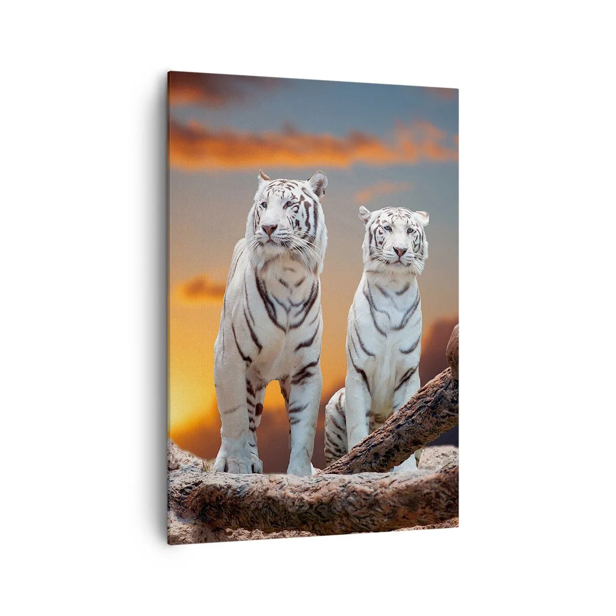 Cuadro sobre lienzo - Impresión de Imagen - Tigres blancos al atardecer con la naturaleza como telón de fondo - 70x100cm - Como en Narnia - Decoración de pared moderna para salón y dormitorio ARTTOR
