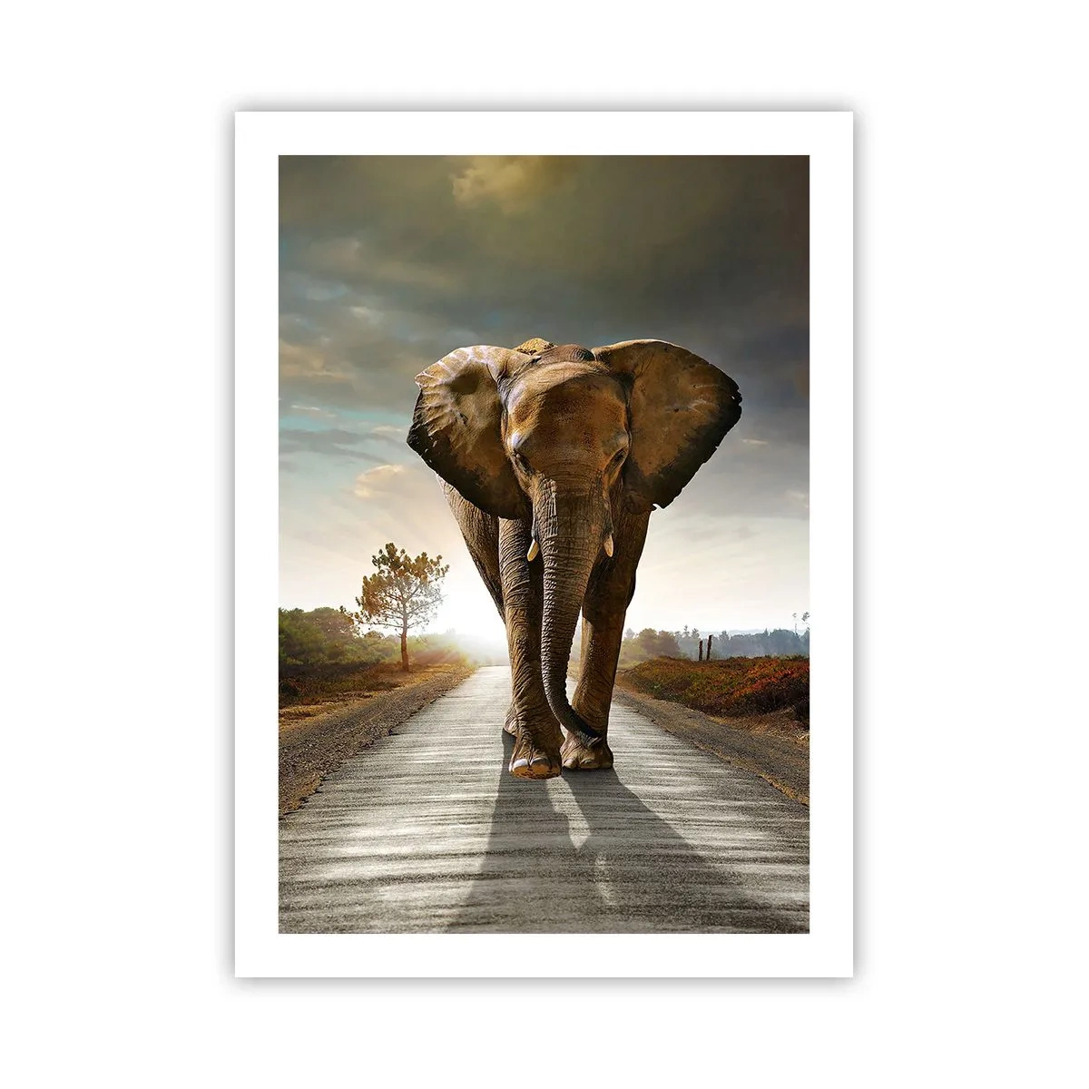 Póster - Un elefante caminando por la carretera al atardecer. - 50x70cm - Y para nada en un almacén de porcelana - Decoración de pared moderna para salón y dormitorio ARTTOR