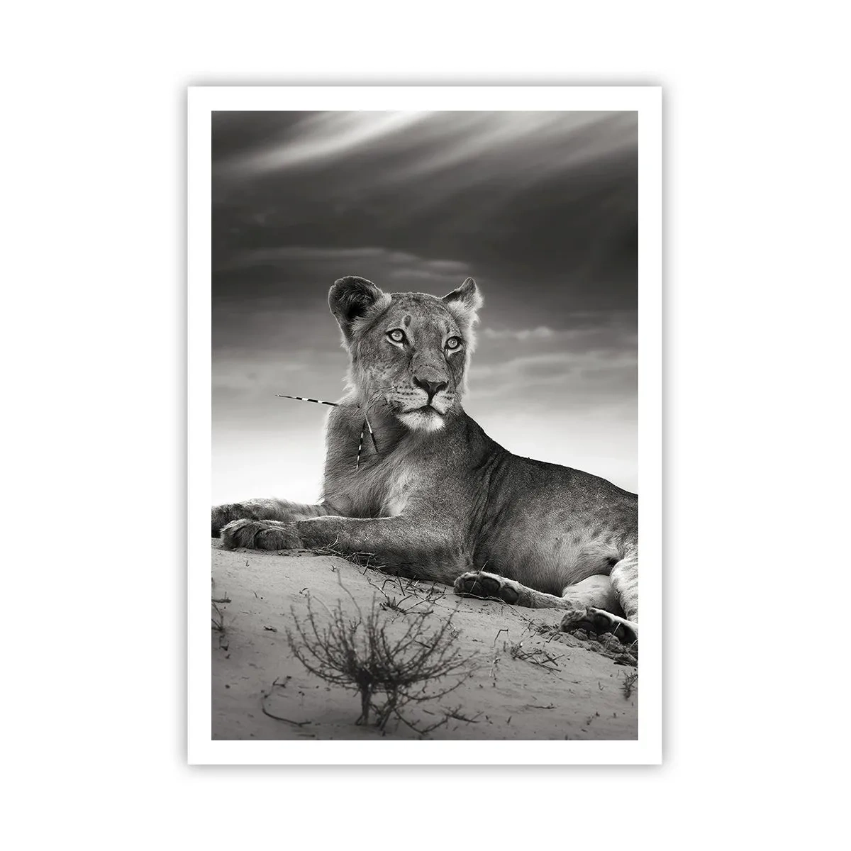 Póster - Descanso de la reina del desierto - 70x100 cm