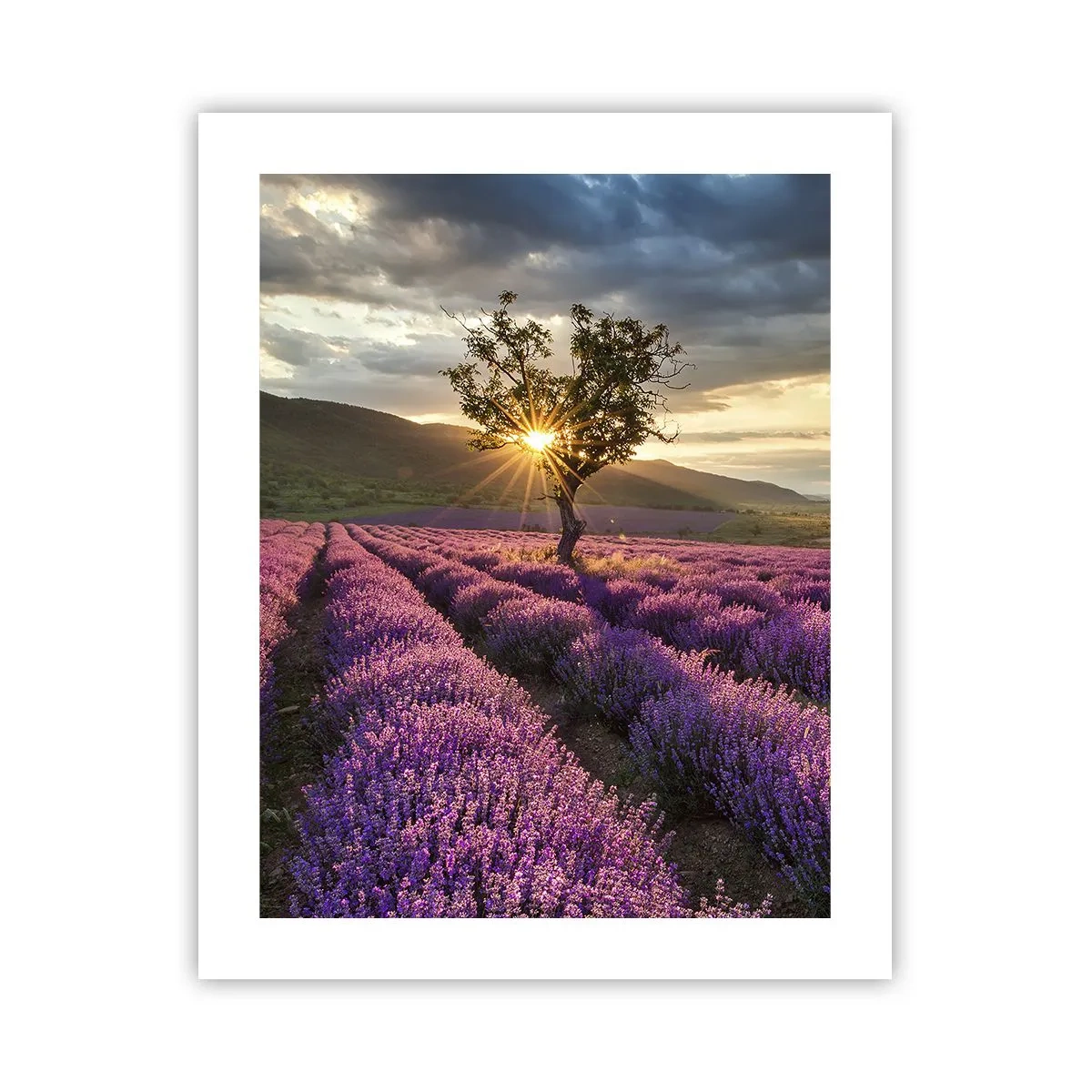 Póster - Aroma en lila - 40x50 cm