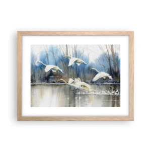 Póster en marco roble claro - Como en un cuento de cisnes salvajes - 40x30 cm