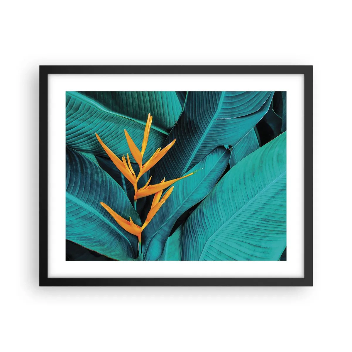 Póster en marco negro - Flor del Edén - 50x40 cm