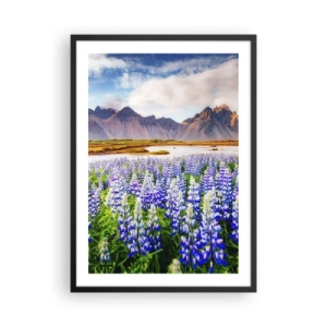 Póster en marco negro - Un campo de altramuces con montañas al fondo. - 50x70cm - La fuerza y la severidad junto a la dulzura - Decoración de pared moderna para salón y dormitorio ARTTOR