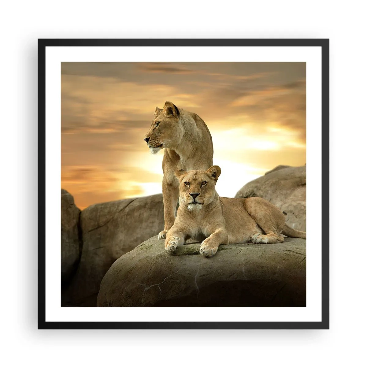 Póster en marco negro - Majestuosidad real - 60x60 cm