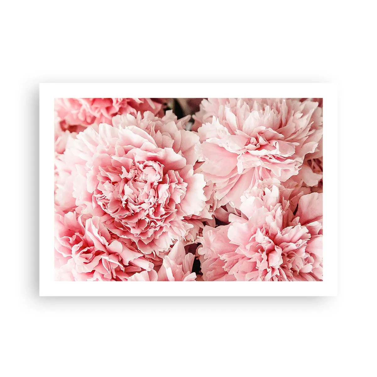 Póster - Sueño rosa - 70x50 cm