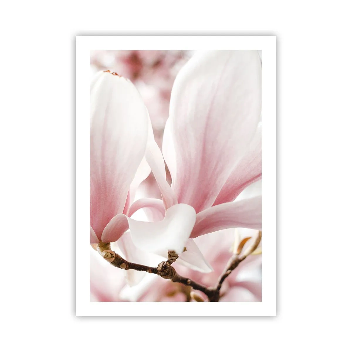Póster - Delicados pétalos de magnolia rosa sobre un fondo borroso - 50x70cm - Inmensidad de la ternura - Decoración de pared moderna para salón y dormitorio ARTTOR