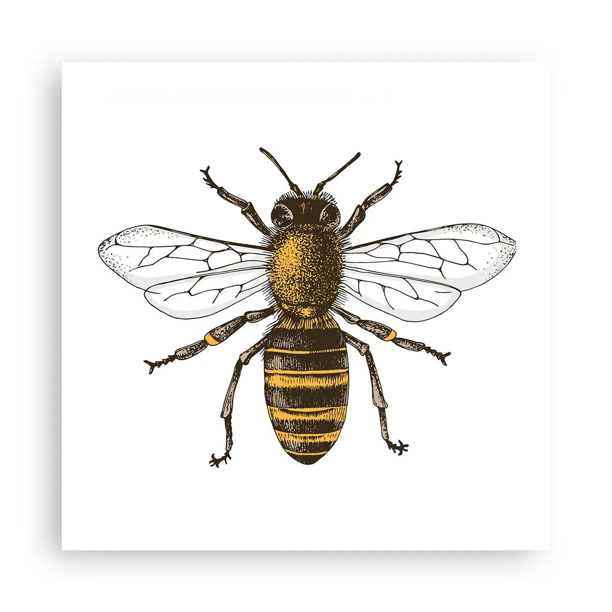 Póster - Bondad natural - 50x50 cm