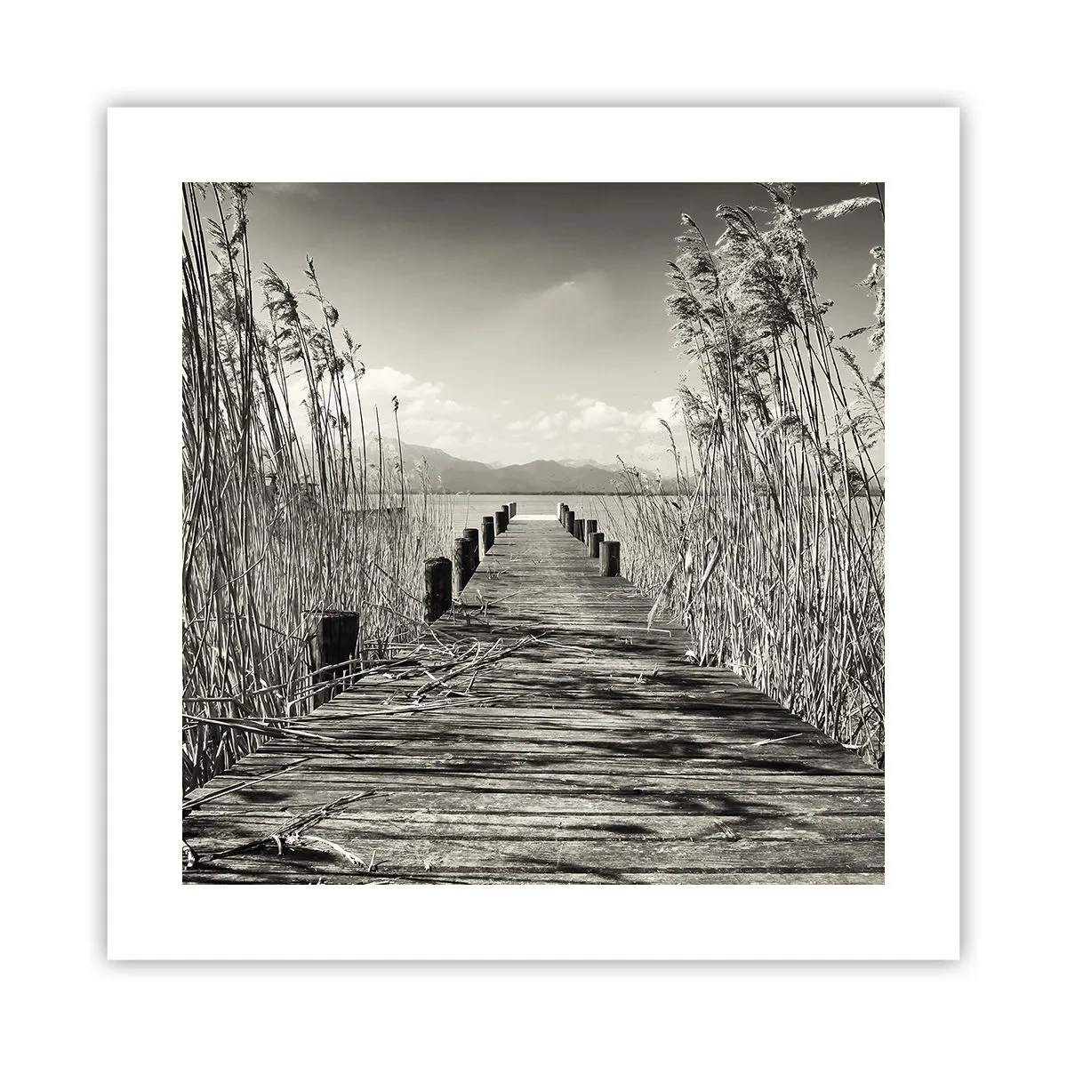 Póster - En la quietud de los juncos - 40x40 cm