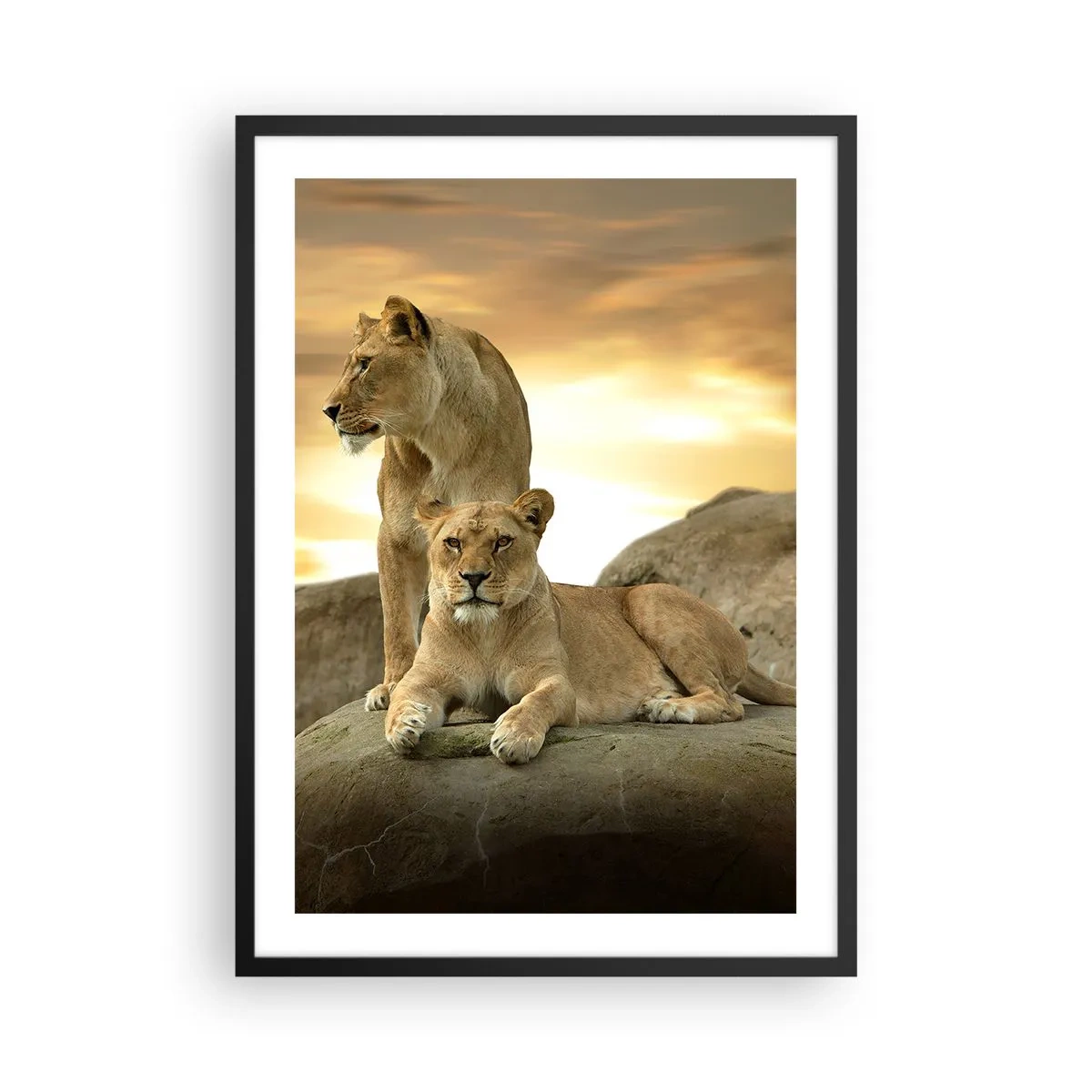 Póster en marco negro - Dos leonas contra el sol poniente - 50x70cm - Majestuosidad real - Decoración de pared moderna para salón y dormitorio ARTTOR