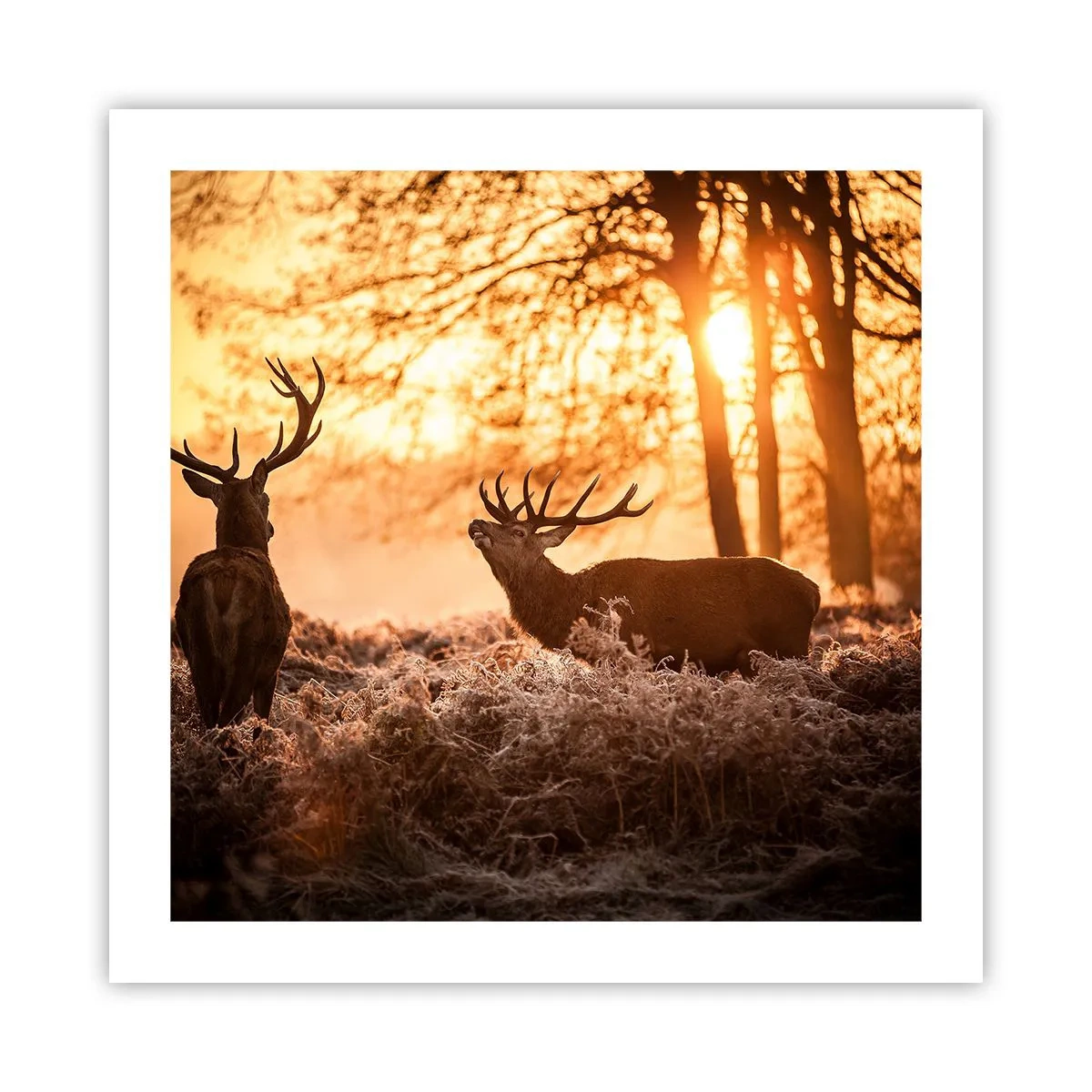 Póster - El sueño de un cazador - 50x50 cm