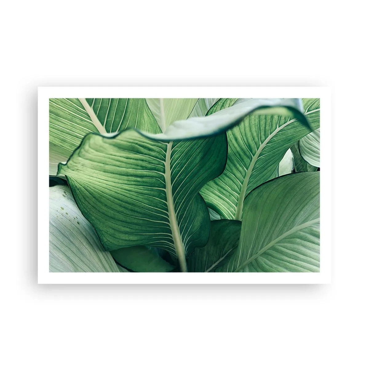 Póster - Vida intensamente verde - 91x61 cm