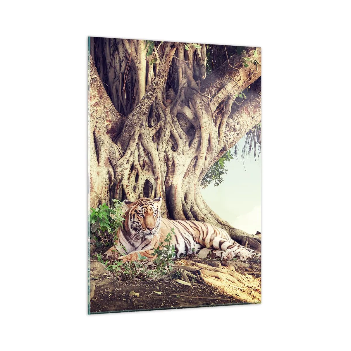 Cuadro sobre vidrio - Impresiones sobre Vidrio - Un tigre tumbado bajo un árbol extendido en la jungla. - 50x70cm - Una visión desde el Génesis - Decoración de pared moderna para salón y dormitorio ARTTOR
