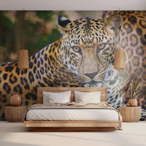 Fotomural Premium Sand - Un leopardo tumbado con la mirada intensa sobre un fondo de jungla. - 100x70cm - Salvaje y tranquilo - Decoración de pared moderna para salón y dormitorio ARTTOR