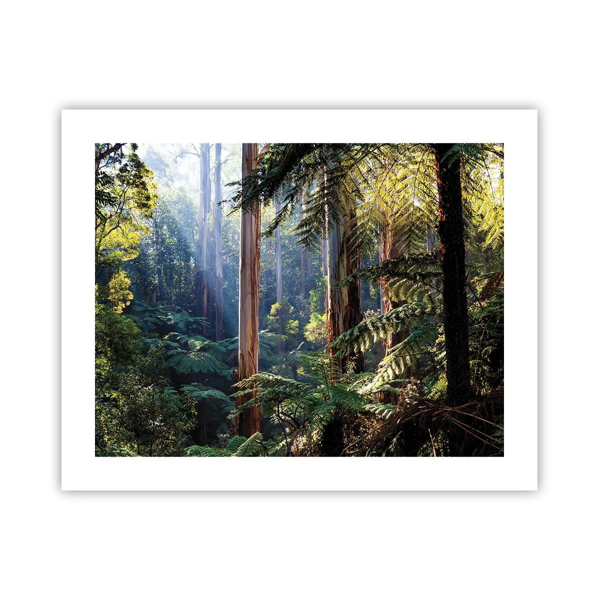 Póster - Un cuento de hadas del bosque - 50x40 cm