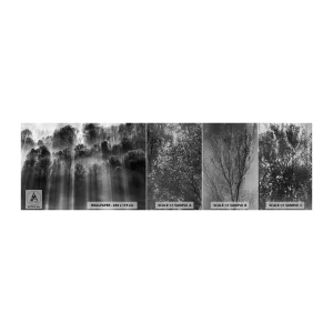 Muestra de fotomural Premium Canvas - En los flujos de luz - Paisaje, Bosque, En blanco y negro - 100x30 cm