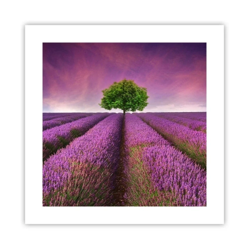 Póster - En los campos de lavanda - 40x40 cm