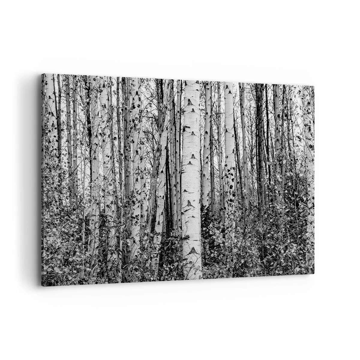 Cuadro sobre lienzo - Impresión de Imagen - Abedules blancos y negros en el bosque - 100x70cm - Columnas de abedules - Decoración de pared moderna para salón y dormitorio ARTTOR