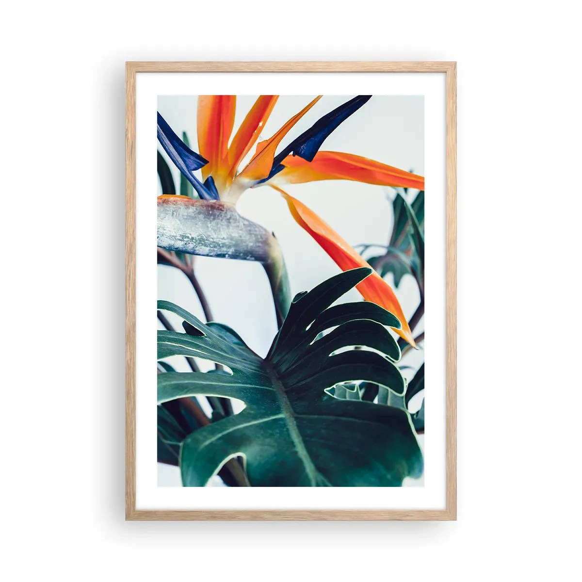 Póster en marco roble claro - La jaula del pájaro colorido - 50x70 cm