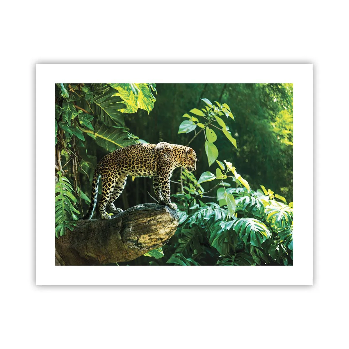 Póster - ¿A la caza? - 50x40 cm