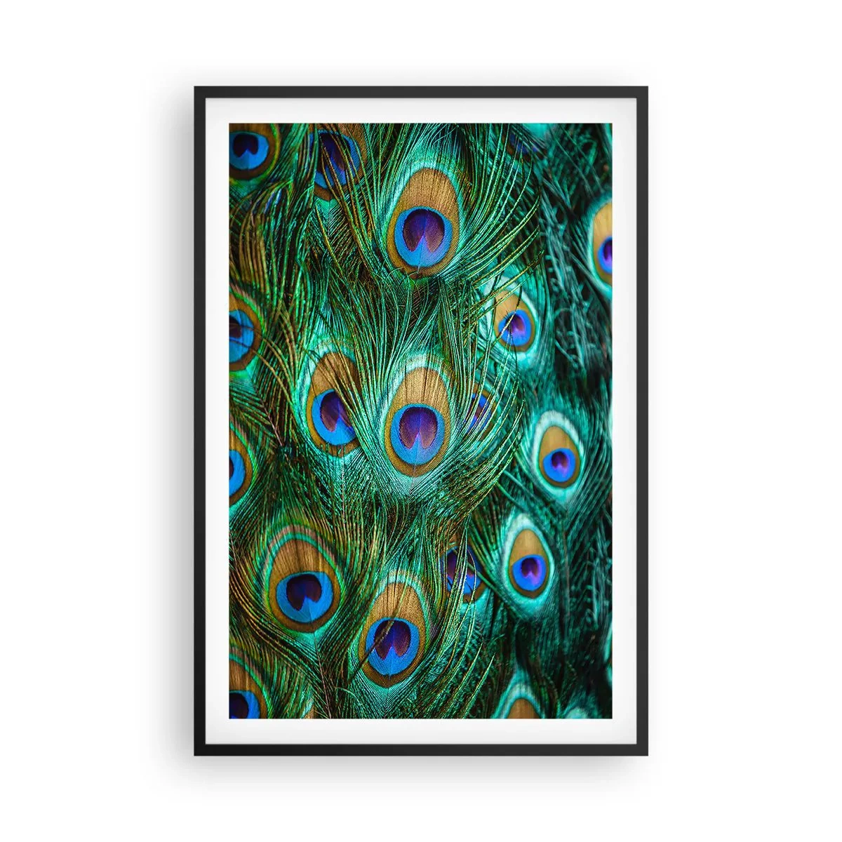 Póster en marco negro - Mirada de pavo real - 61x91 cm
