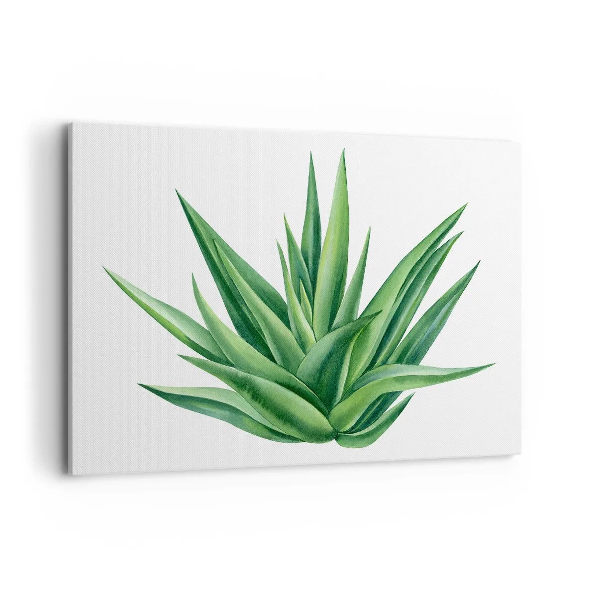 Cuadro sobre lienzo - Impresión de Imagen - Una planta verde jugosa sobre un fondo blanco. - 120x80cm - Verde - fuerza - vida - Decoración de pared moderna para salón y dormitorio ARTTOR