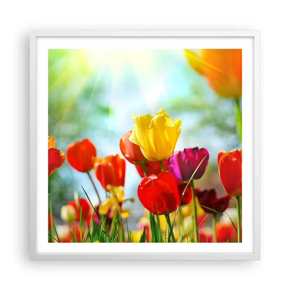 Póster en marco blanco - Todos los tonos del sol - 60x60 cm