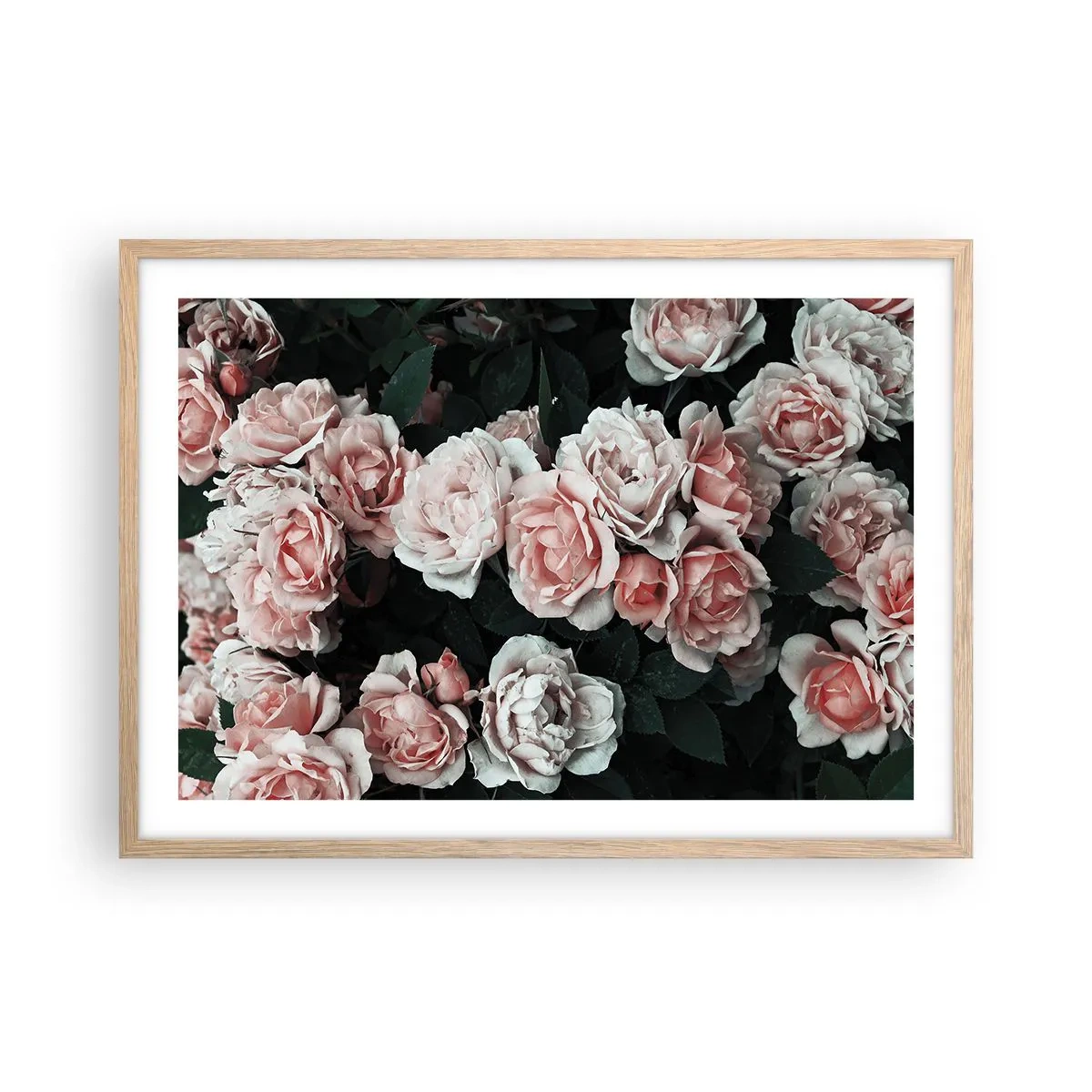 Póster en marco roble claro - Conjunto de rosas - 70x50 cm