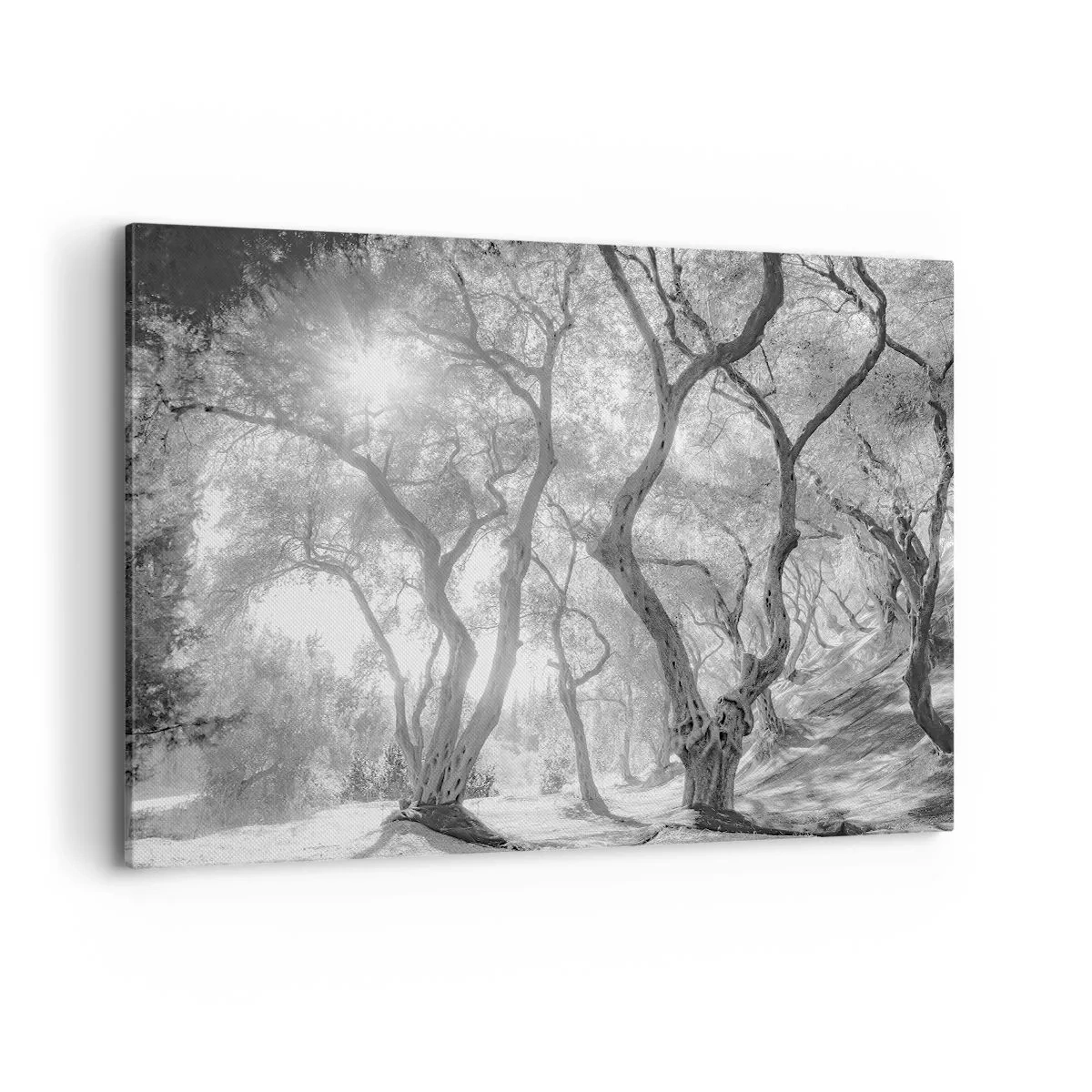 Cuadro sobre lienzo - Impresión de Imagen - Vista en blanco y negro de árboles en un olivar con rayos de sol. - 120x80cm - En un olivar - Decoración de pared moderna para salón y dormitorio ARTTOR