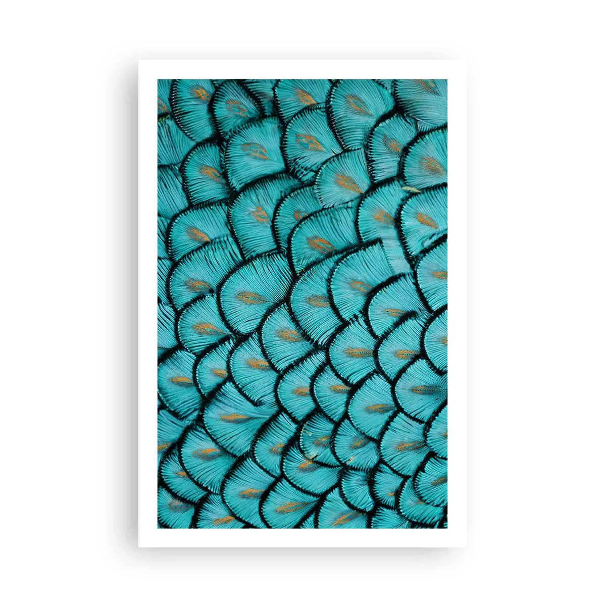 Póster - La gran gala de las plumas - 61x91 cm
