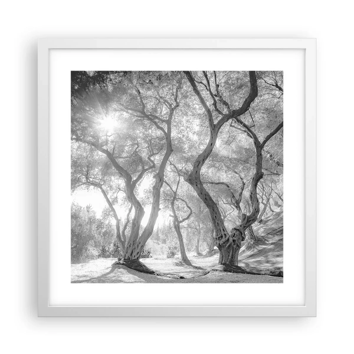 Póster en marco blanco - En un olivar - 40x40 cm