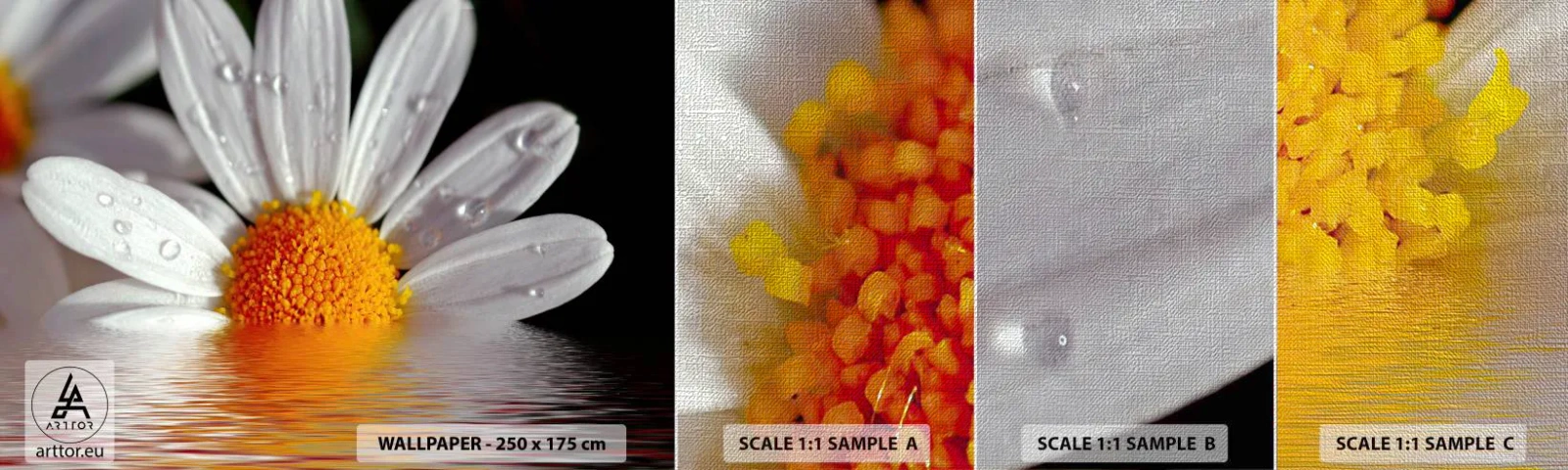 Muestra de fotomural Premium Canvas - El sol naciente de una margarita - Flor, Manzanilla, Naturaleza - 100x30 cm