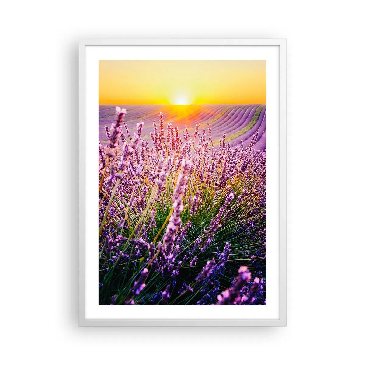 Póster en marco blanco - Pradera fragante - 50x70 cm