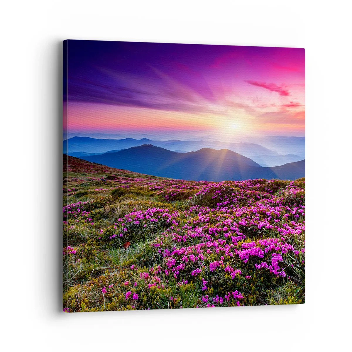 Cuadro sobre lienzo - Impresión de Imagen - Dulce aroma a frescura - 40x40 cm